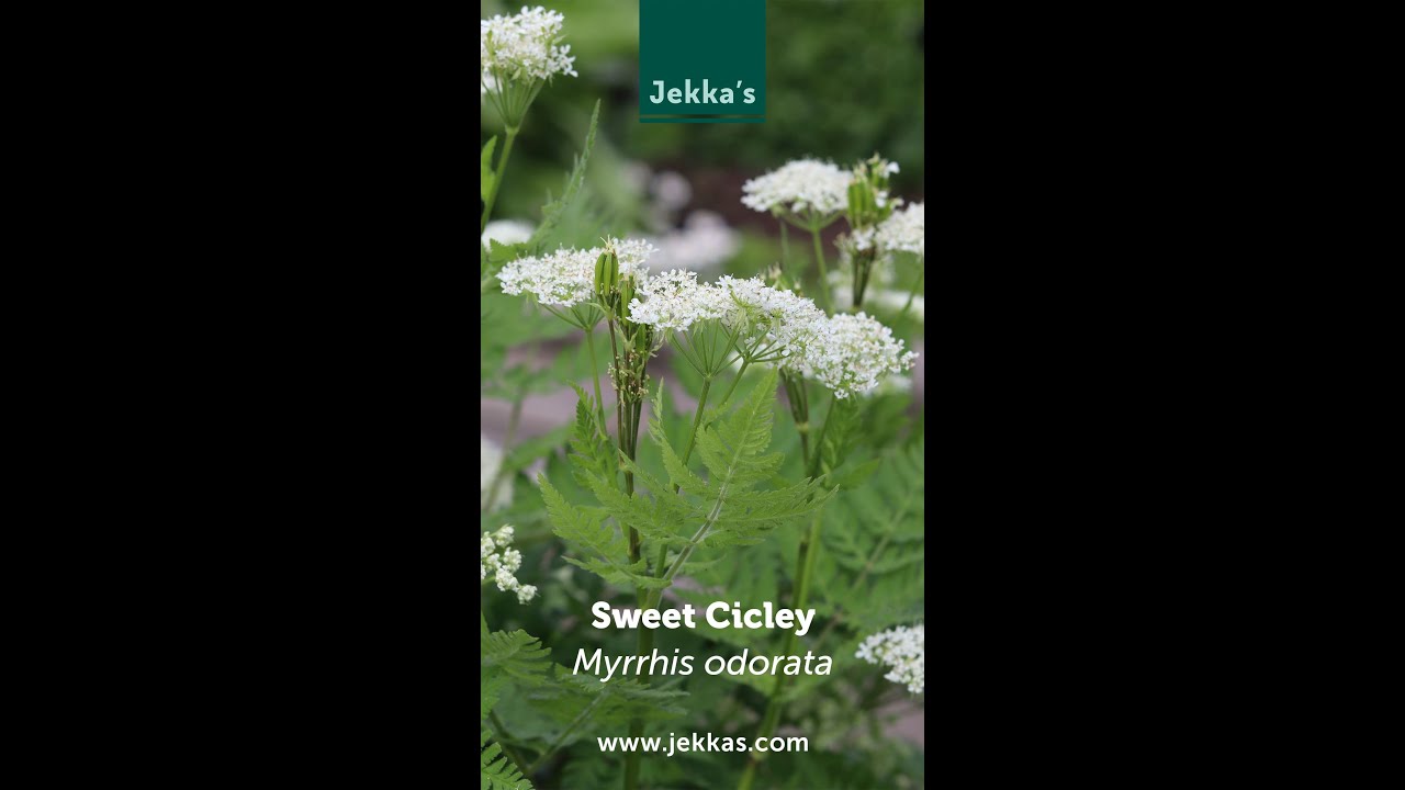 Jekka Herb Stories: Sweet Cicely, Myrrhis odorata.