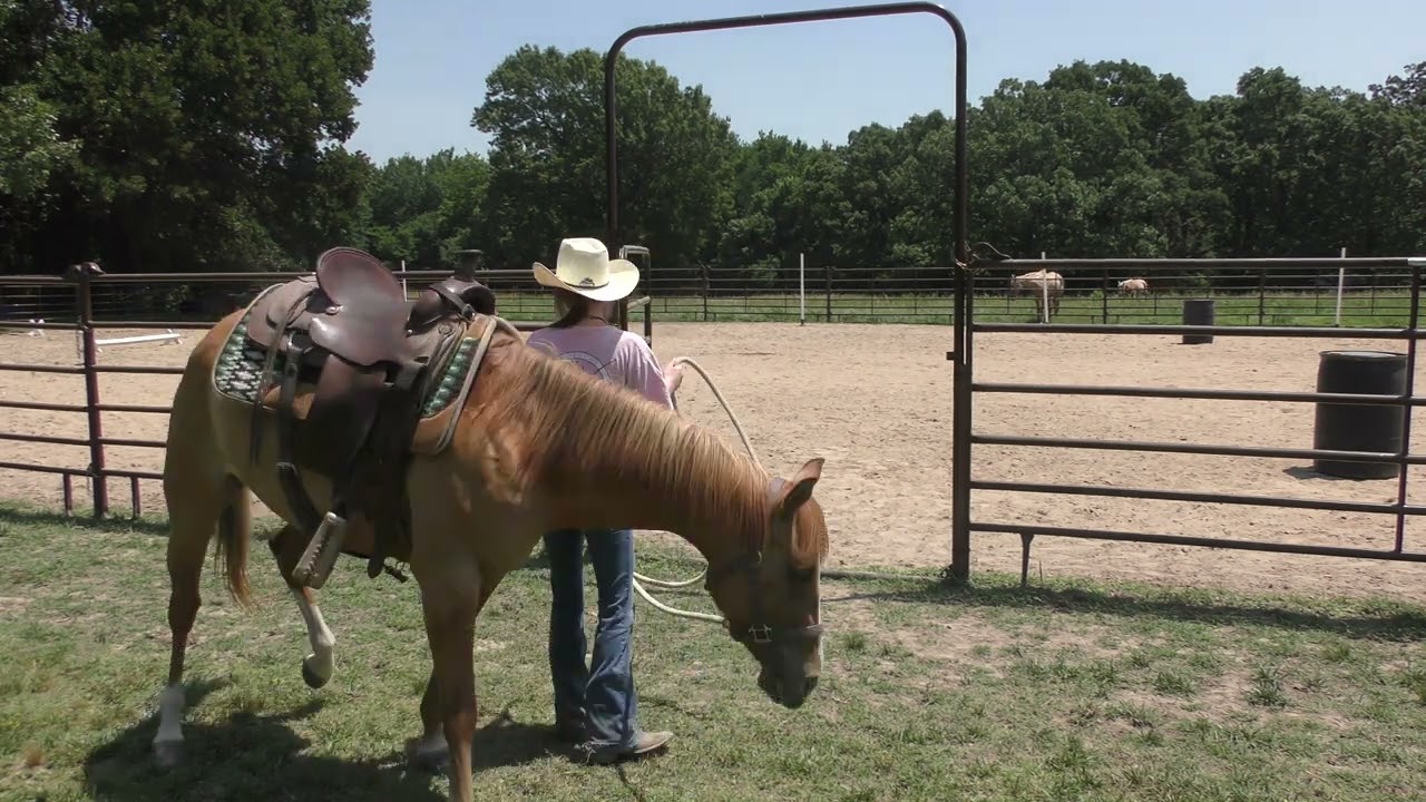 How to Stop Your Horse From Eating Grass and Dragging You Around