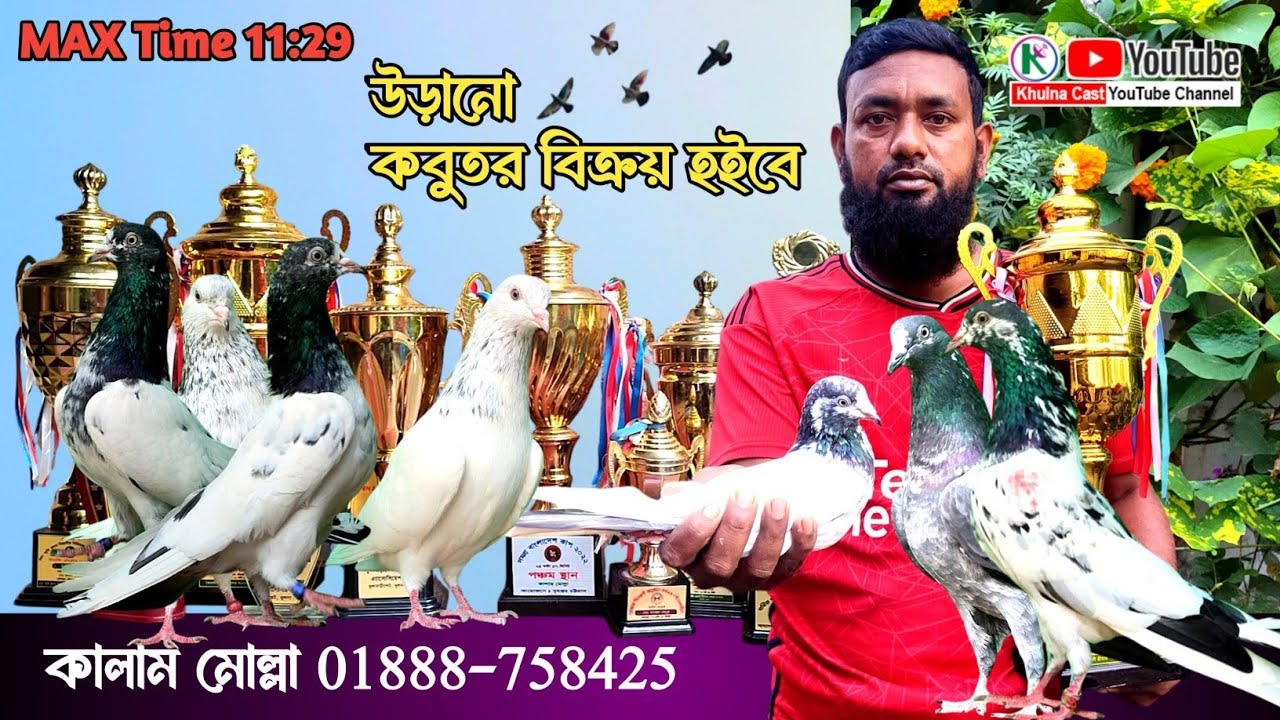 High flying pigeon loft।। কবুতর উড়িয়ে কবুতর কিনুন।।pigeon loft