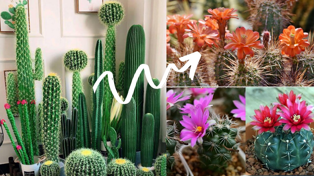 How To Get Your Cactus To Flower