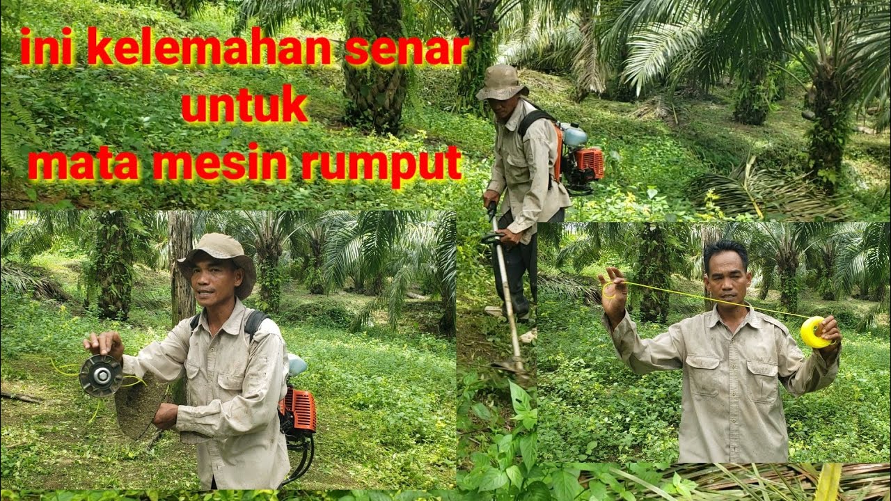 Jangan pakai senar untuk mesin rumput ...???
