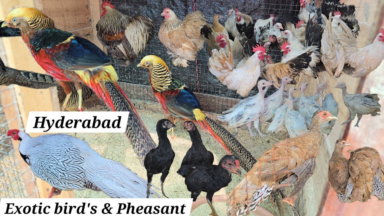 exotic bird's available in Hyderabad | silver & golden pheasant | Japanese bantam | mascovy duck's