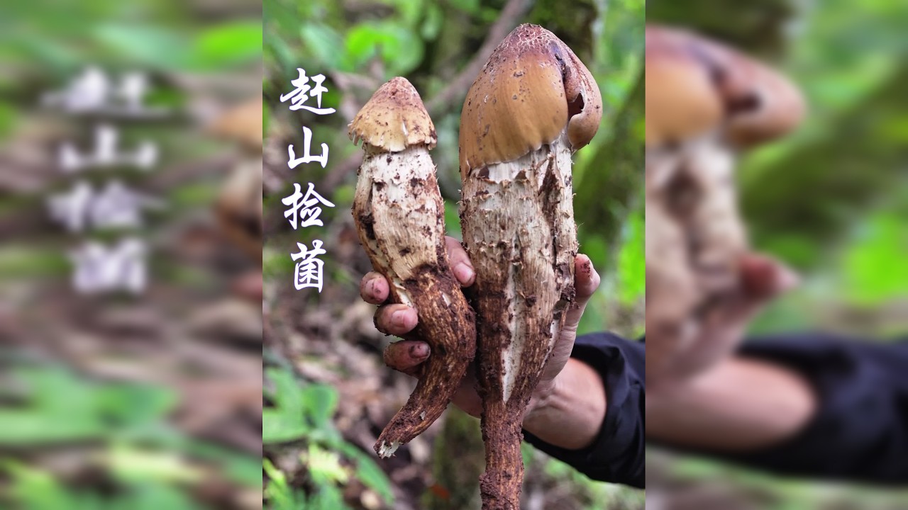 第一视角带你们进山捡鸡枞，鸡枞窝子都被你们发现了