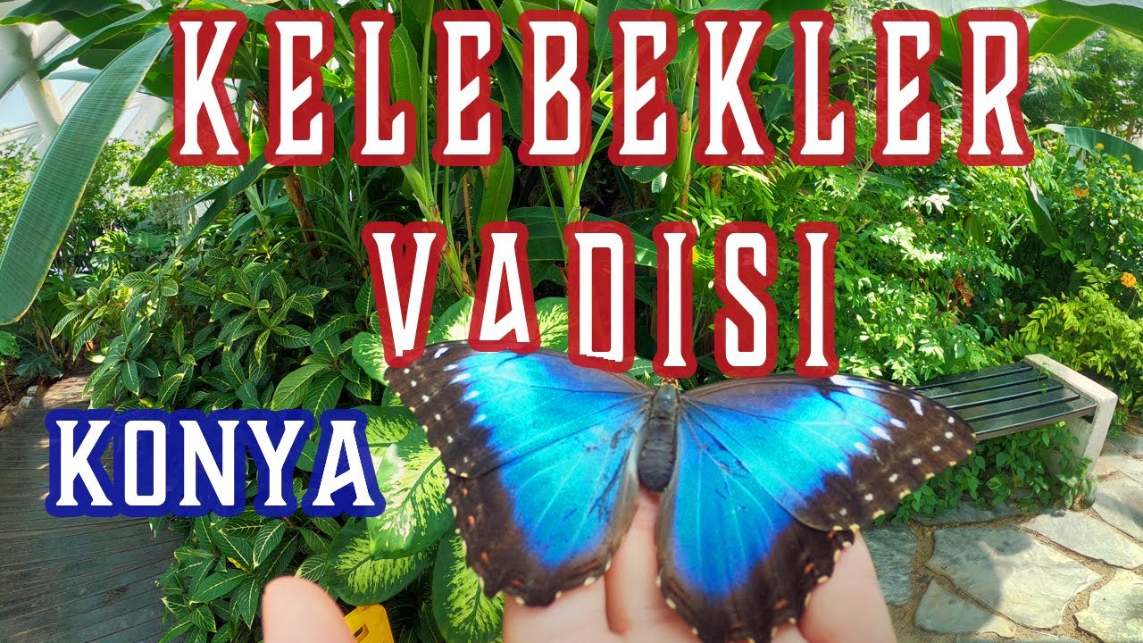 KAFAM KADAR KELEBEK HEM DE KONYA'DA !!!! | KELEBEKLER VADİSİ