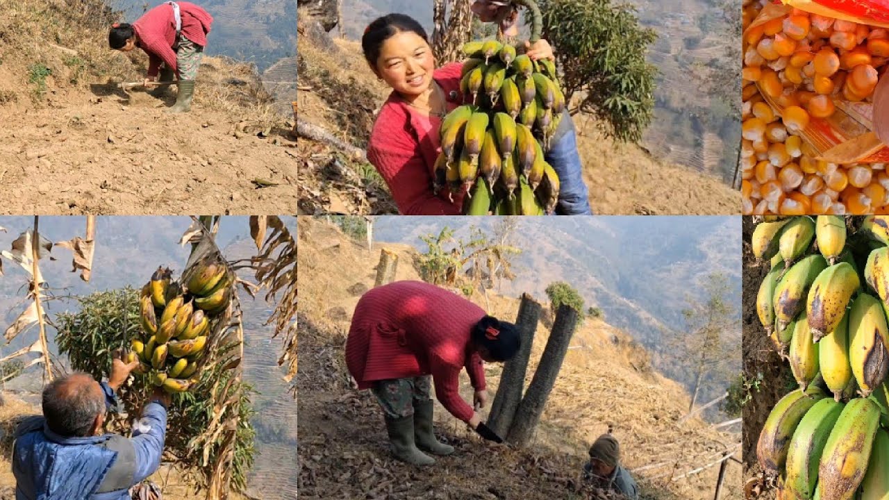 Aja kati ota kam garnu pareuta maile