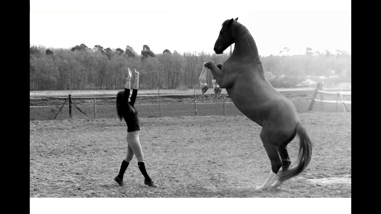 If you have gained the trust of a horse, you've won a friend for life!