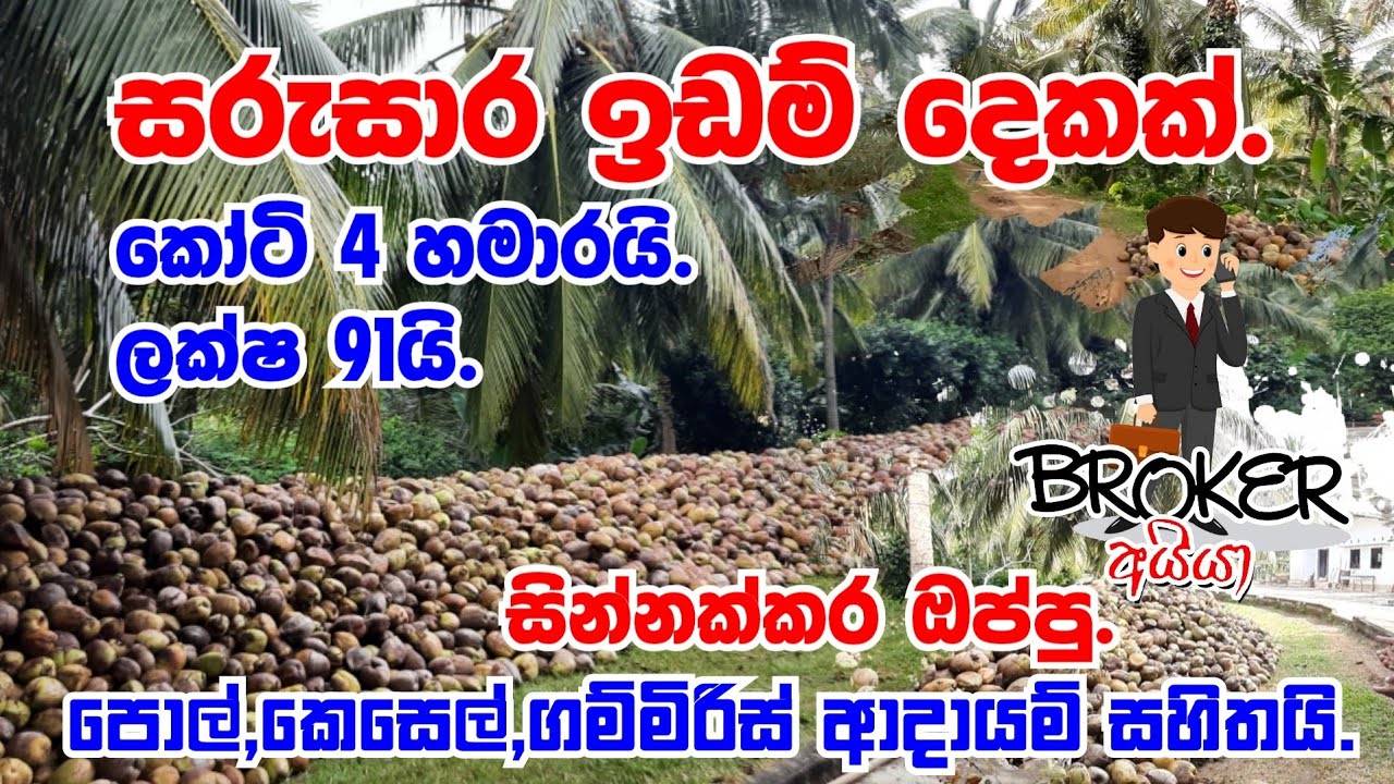 Land For Sale In Dodamgaslanda/Land for sale in srilanka/Lankawe idam/Lankawe Pol Idam/Idam/Polwathu