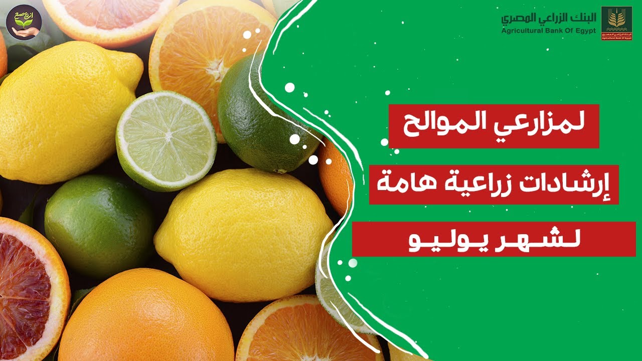 لمزارعي الموالح .. إرشادات زراعية هامة لشهر يوليو