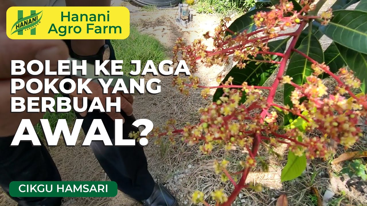 Jaga pokok berbuah awal