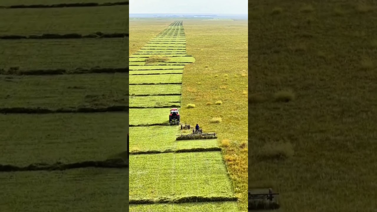Harvesting process of crops from large crop fields