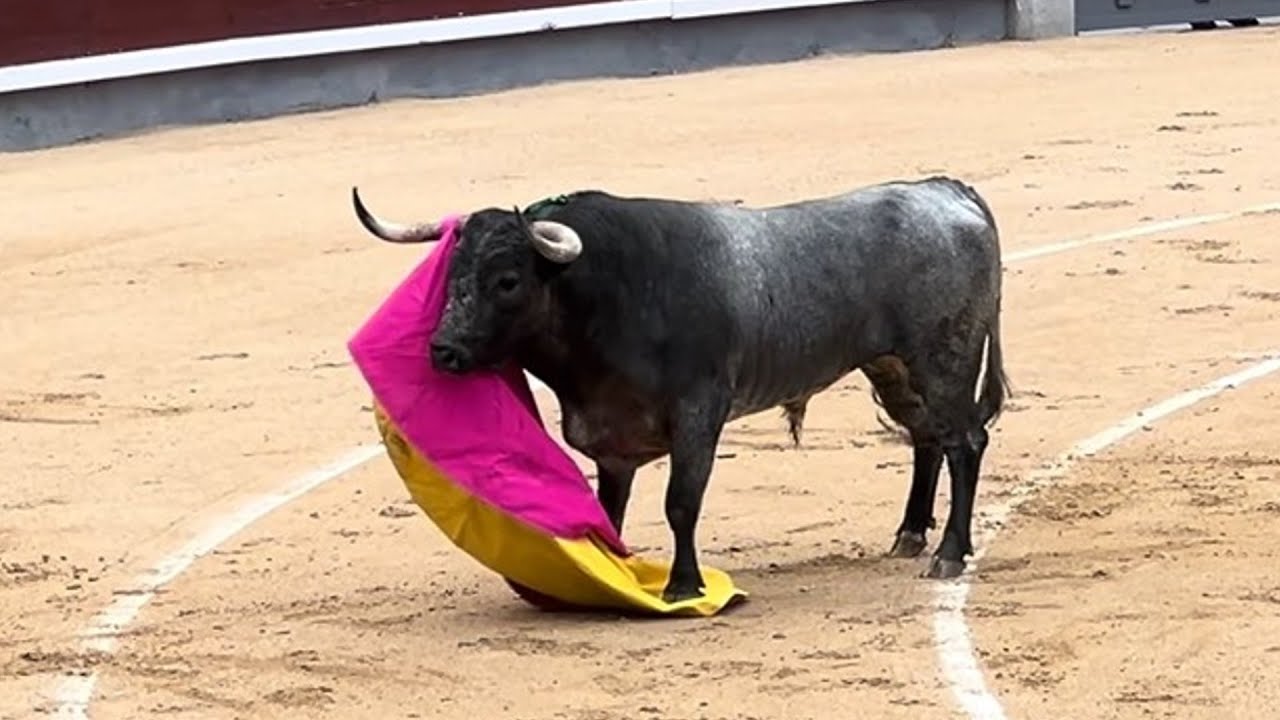 Salida 1&ordm; toro de MIURA: 