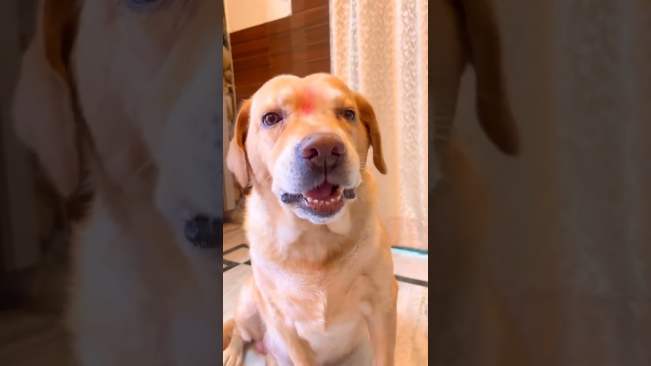 Viral dog video😂 