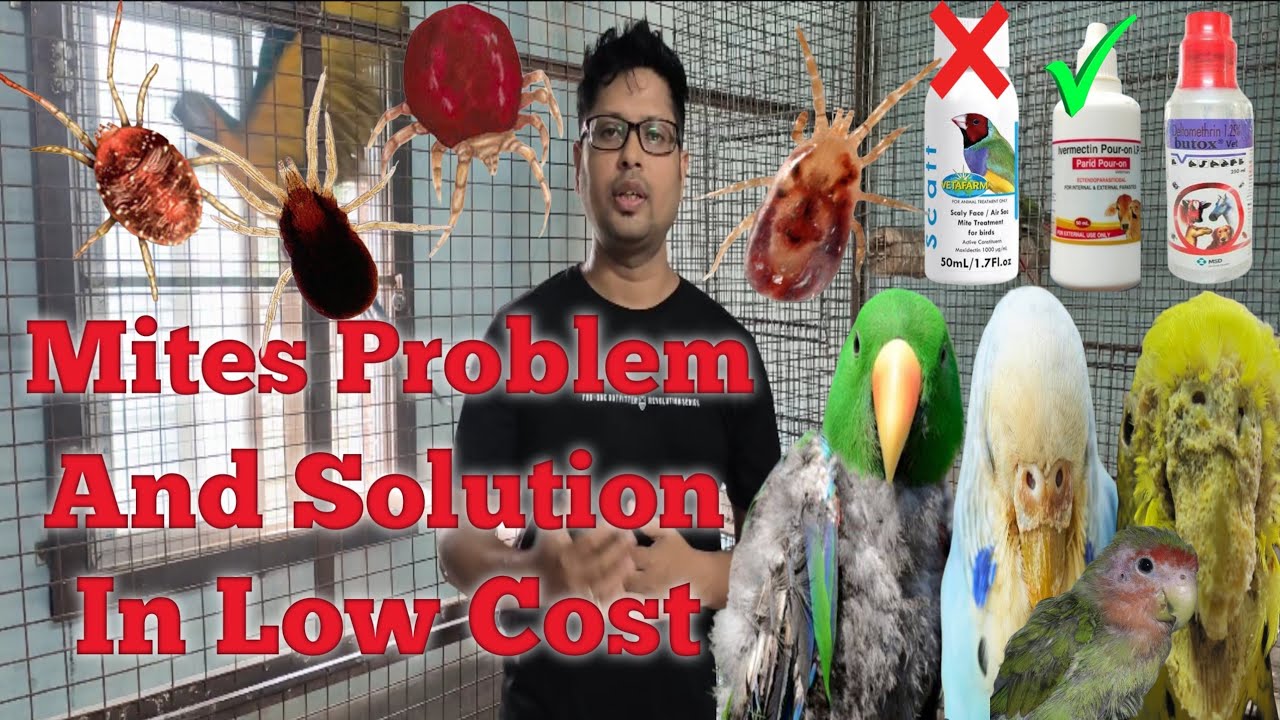 Mites Problem and Solution in low cost only 100 rupees/ scatt alternative mites Medicine Parid/Butox