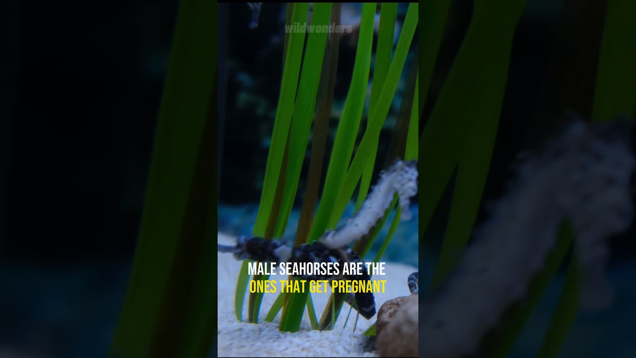 Threats to Seahorses Understanding the Plight of Ocean's Tiny Knights! | Wild Wonders