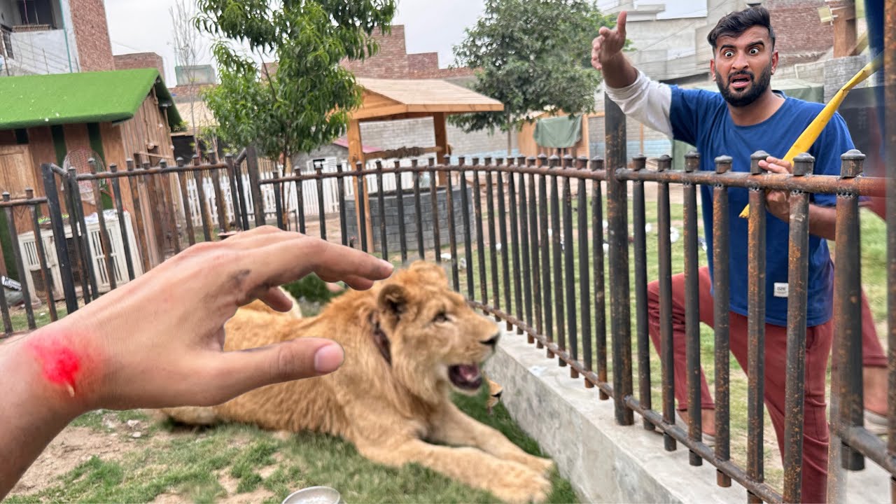 Akhir Liger Ny Sabtain Ko Kat He Liya😰