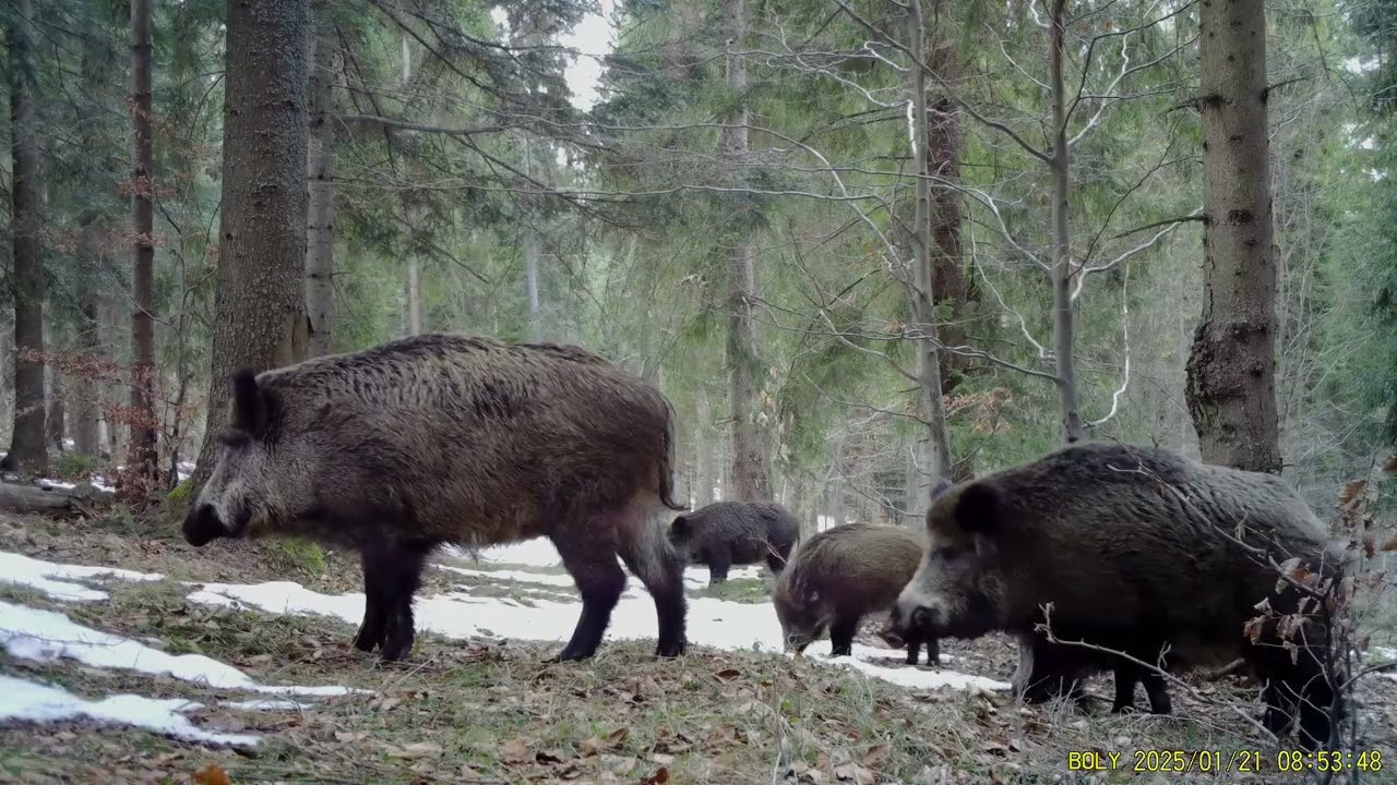 Mieszkańcy lasu , nagrania styczeń 2025 .