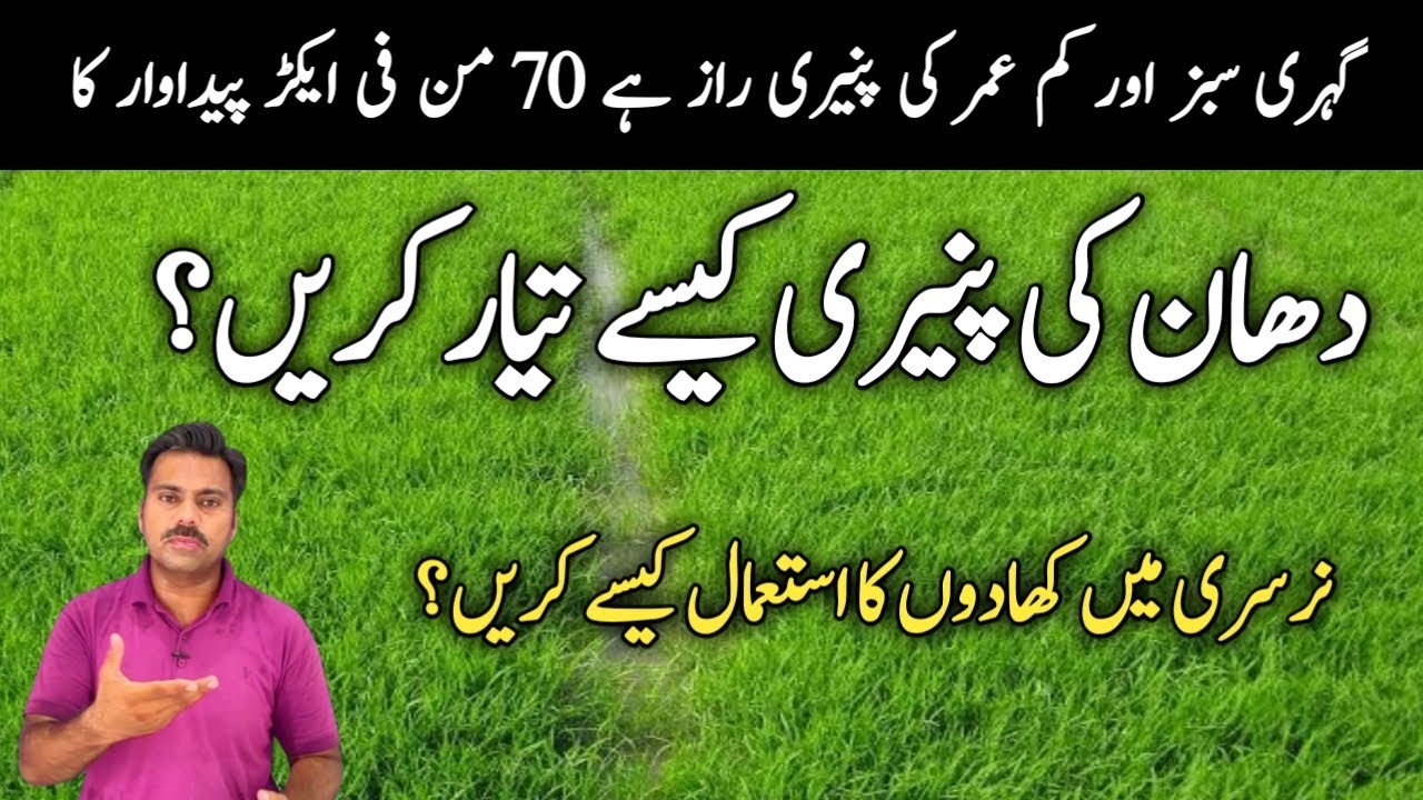 How to prepare rice seedlings fast | Healthy rice nursery nutrition | Paddy nursery fertilizers