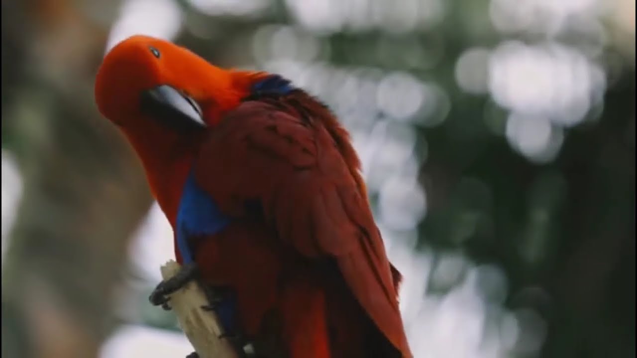 Sonhar com pássaros colorido significado