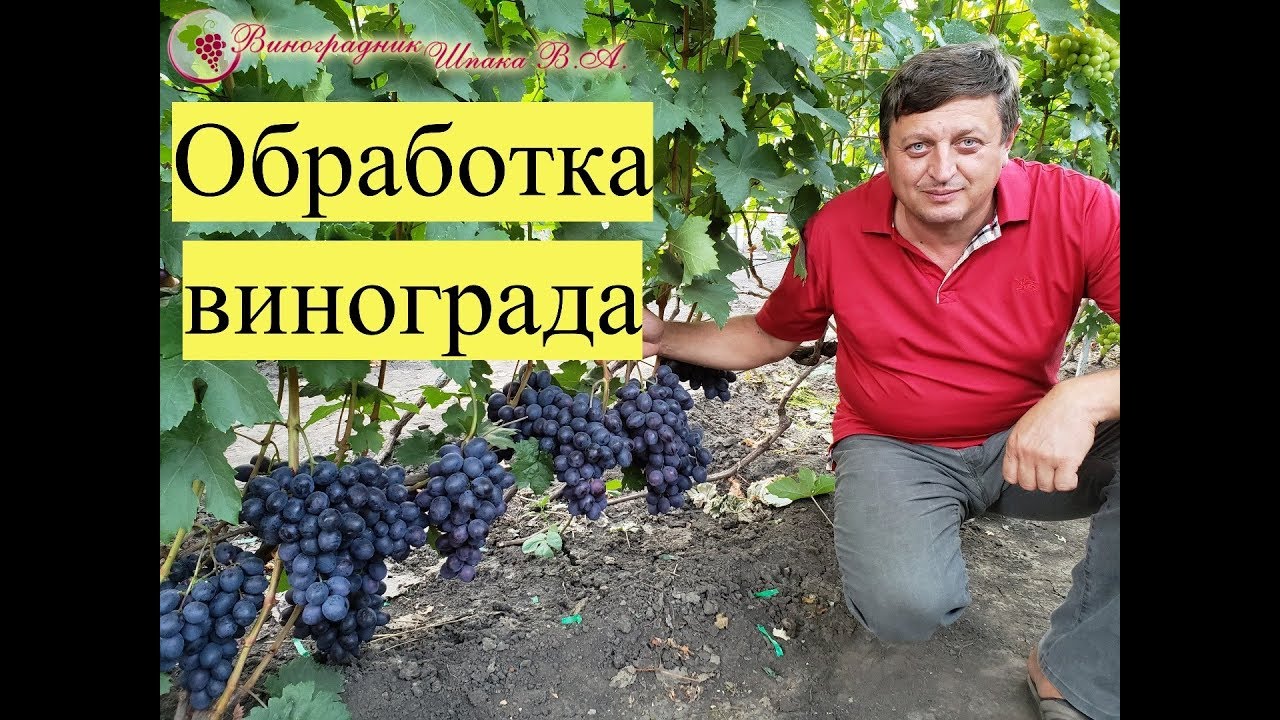 Схема обработки винограда