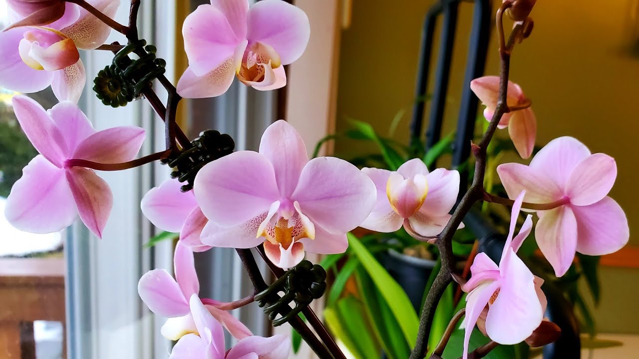 蝴蝶兰“槟榔西施” Phal. Pinlong Cheris