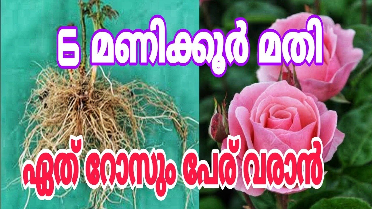 റോസ് നഴ്സറി തുടങ്ങാൻ ഇതൊന്നു ചെയ്താൽ മതി Rose plant tips