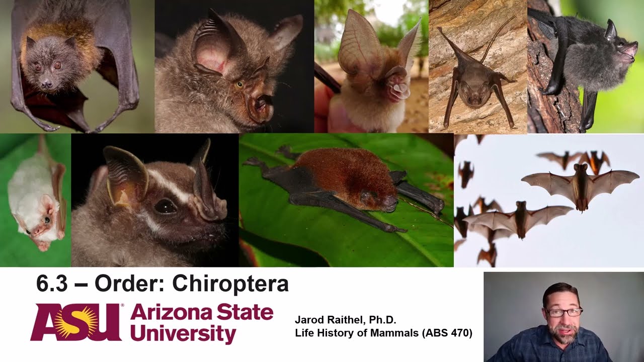 Lecture 6.3_Order Chiroptera