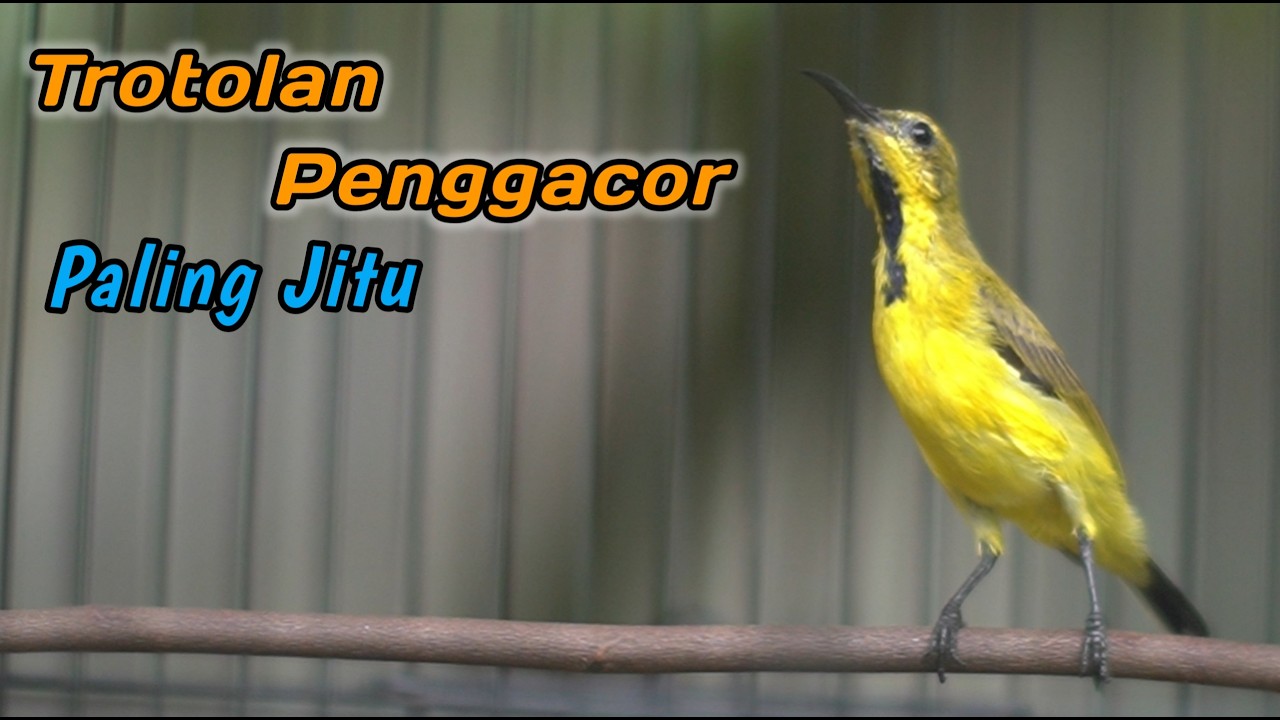 PANCINGAN EMOSI SOGON AGAR CEPAT EMOSI‼️CUIT CUIT CERR BIKIN SOGON DISITU LANGSUNG GACOR NEMBAK