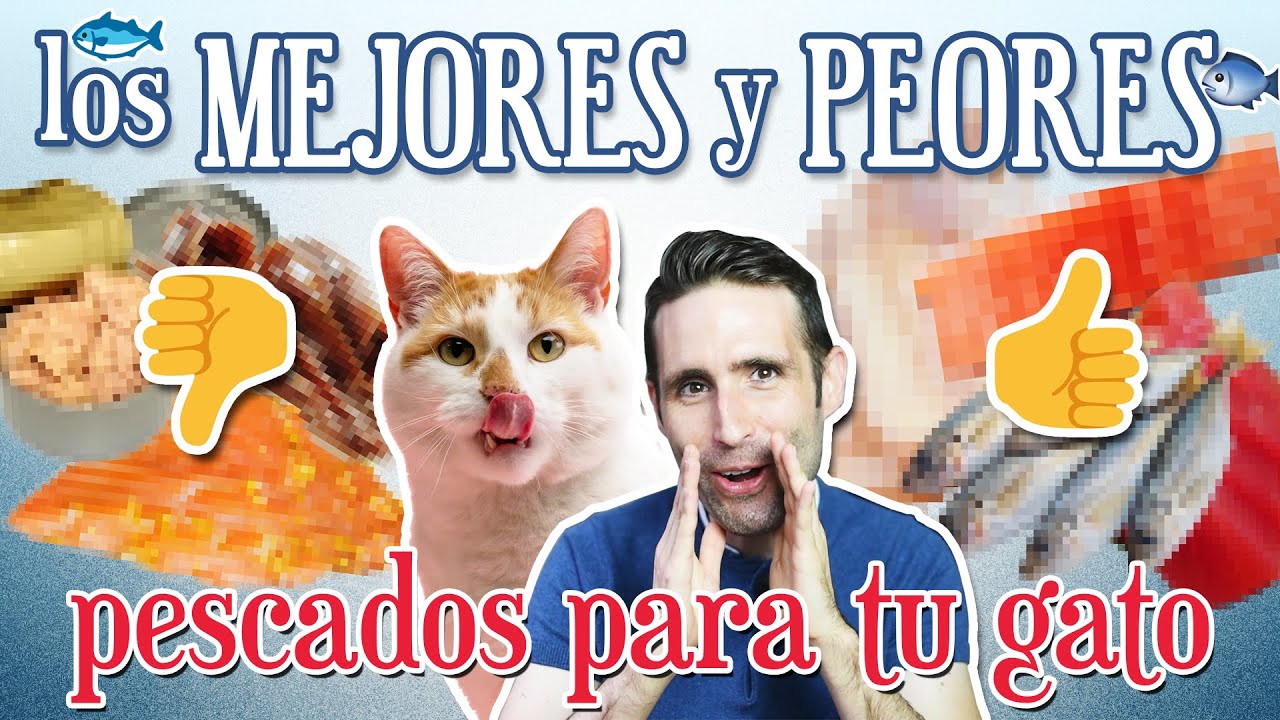 TOP 3 🏆 de los mejores PESCADOS 🐟 para GATOS 😽 | Y cuáles NO DEBES DARLE nunca 🙅‍♂️