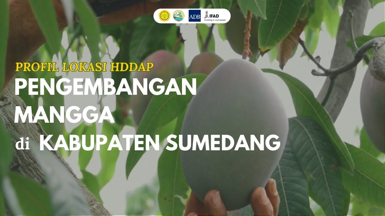 Mangga Gedang Gincu - Manis yang Hadir di Tanah Sumedang