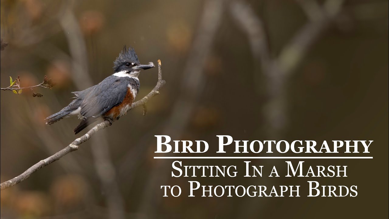 Sitting In a Marsh to Photograph Birds // Bird Photography // 4K