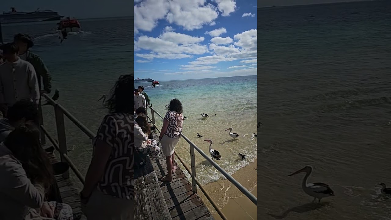 20250705澳州摩頓島餵鳥秀