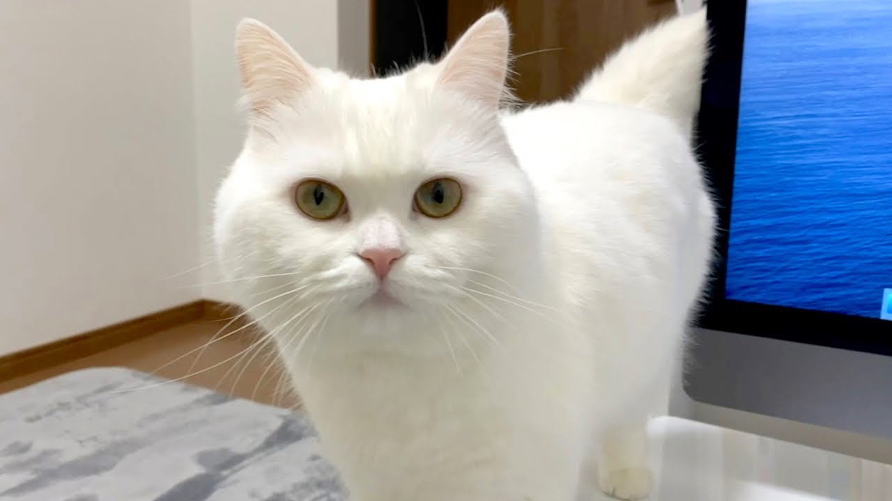 まだごはんの時間じゃないのに猫が圧をかけてきます