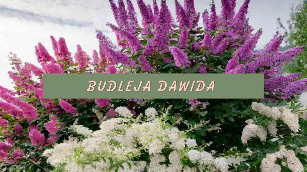 Budleja dawida (Motyli krzew) - WADY i ZALETY