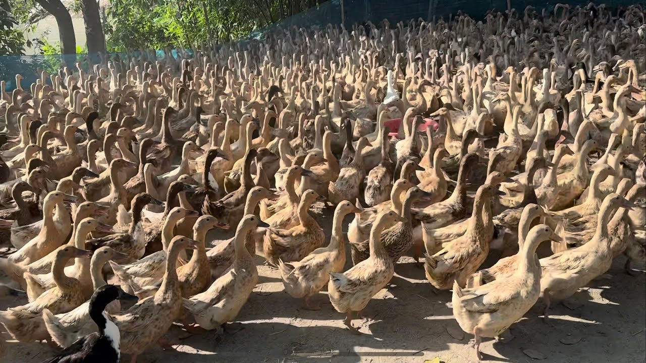 Duck | The Duck |  Raising ducks for meat and eggs | Thousands of ducks farming | Animals Jhuli