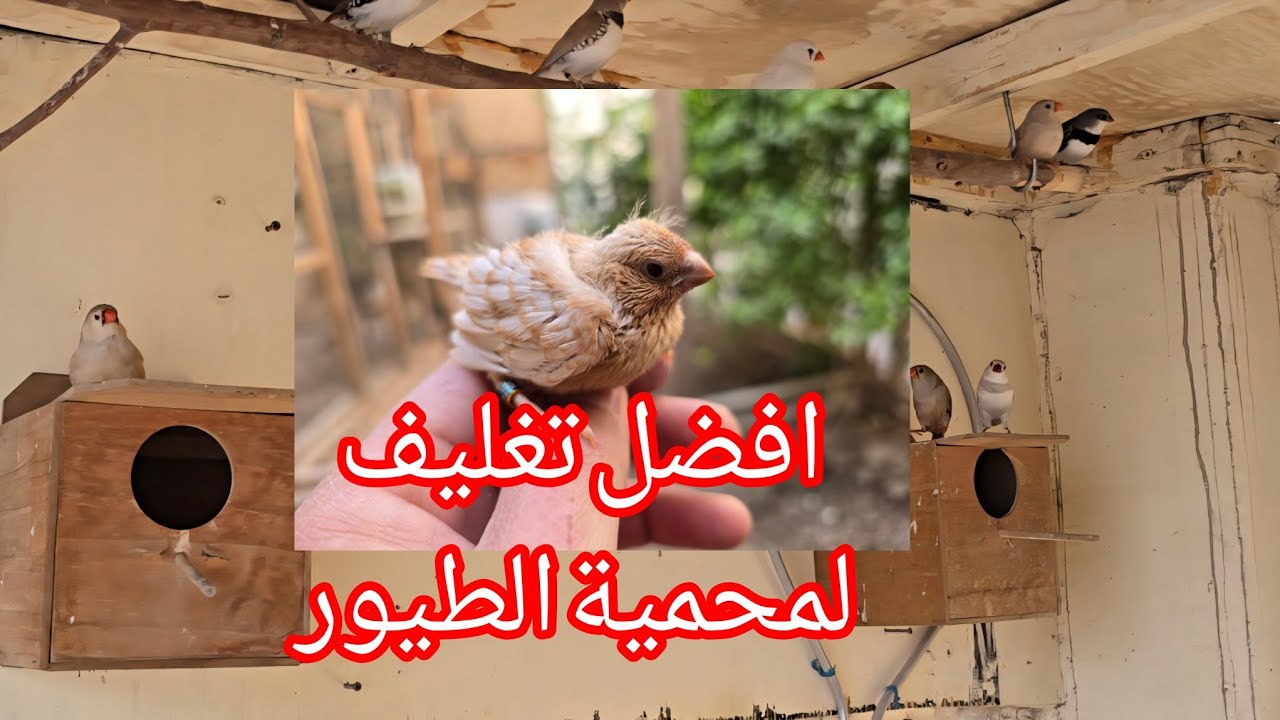 معلومات عن تغليف محميات الطيور 