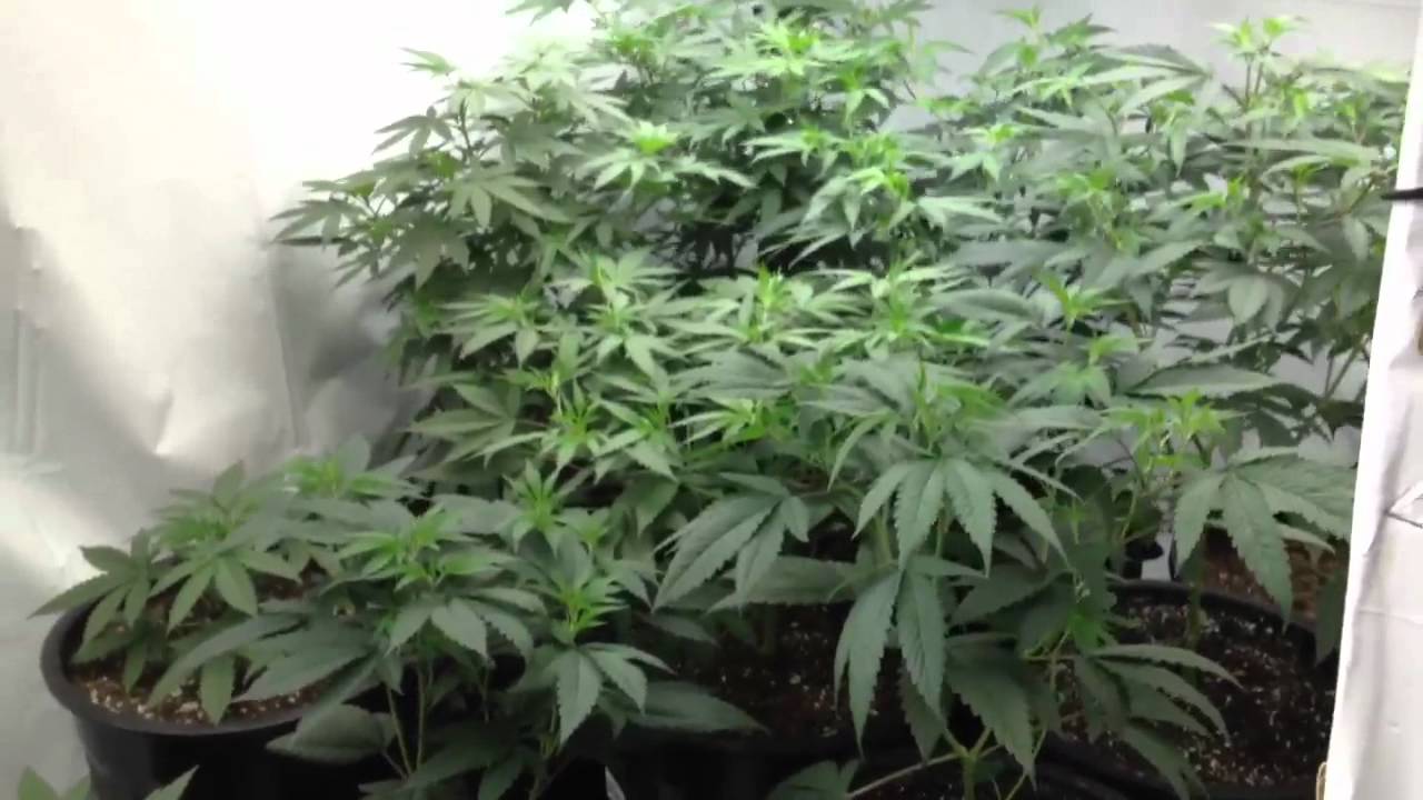FarmerJohnFourTwenty?