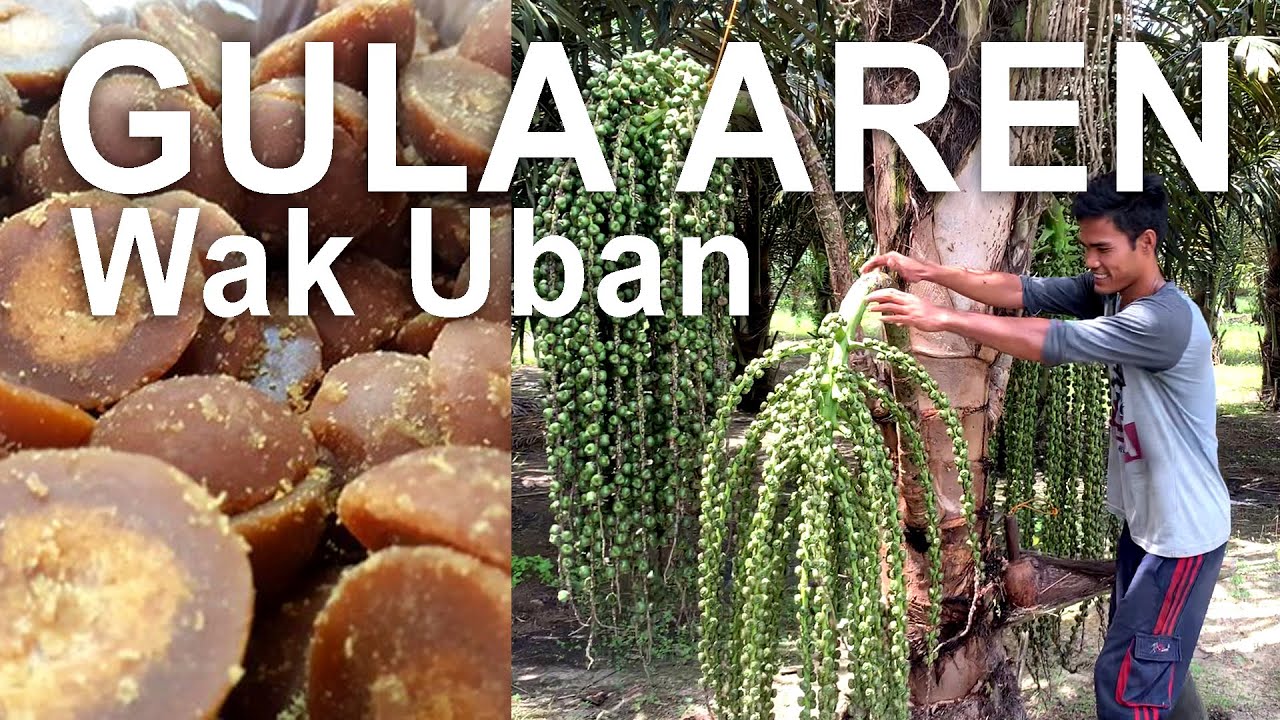 Cara Menyadap Gula Aren - Wak Uban Palm Sugar Ogan Ilir