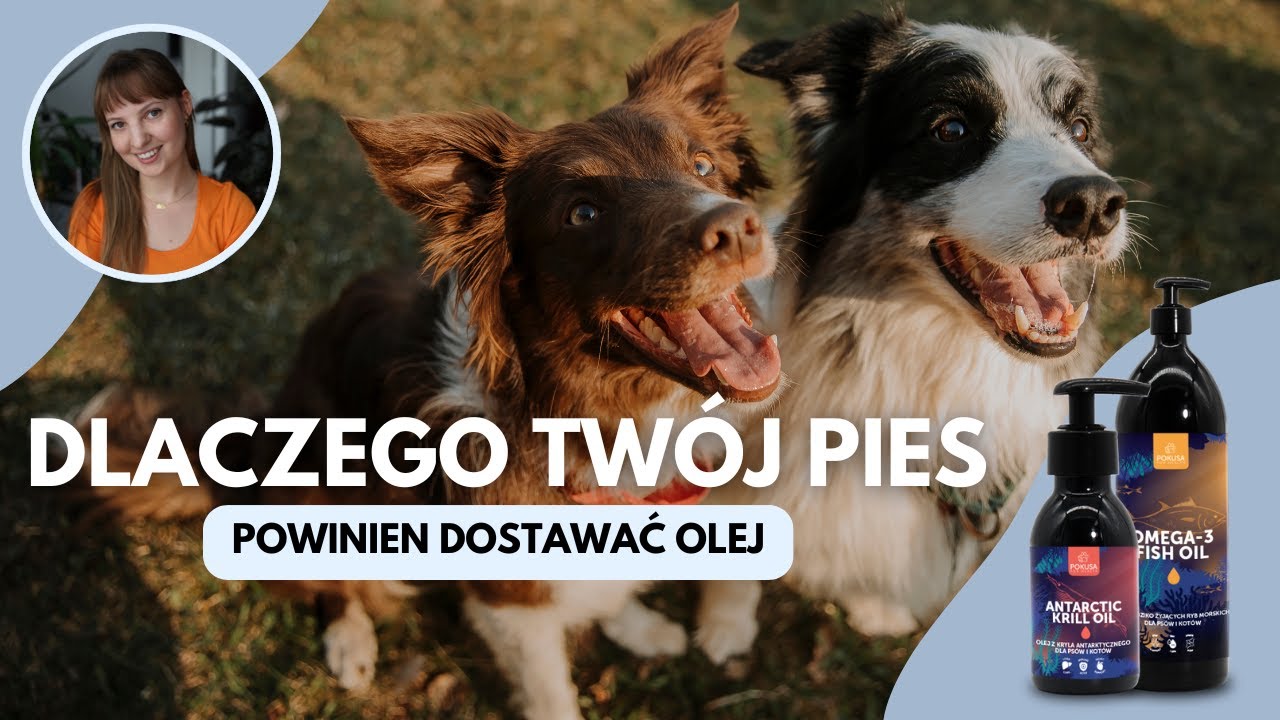 Jak wybrać olej dla psa? Suplementy kwasów omega-3 | Olej z kryla, olej z łososia | dieta BARF