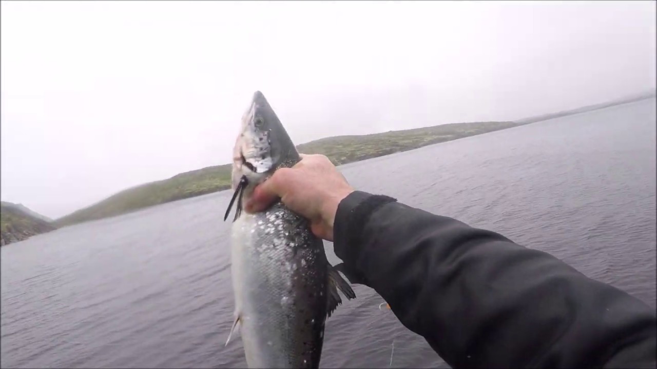 Salmon Food Fishery 2020....