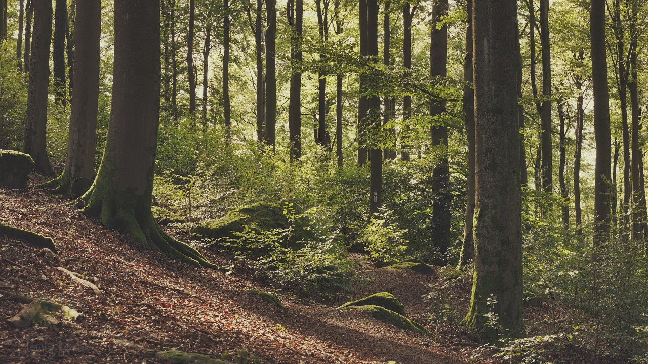 4K - Summer Forest Ambience - Relaxing Nature Sounds - Bird Song - Forest Sounds - No AI