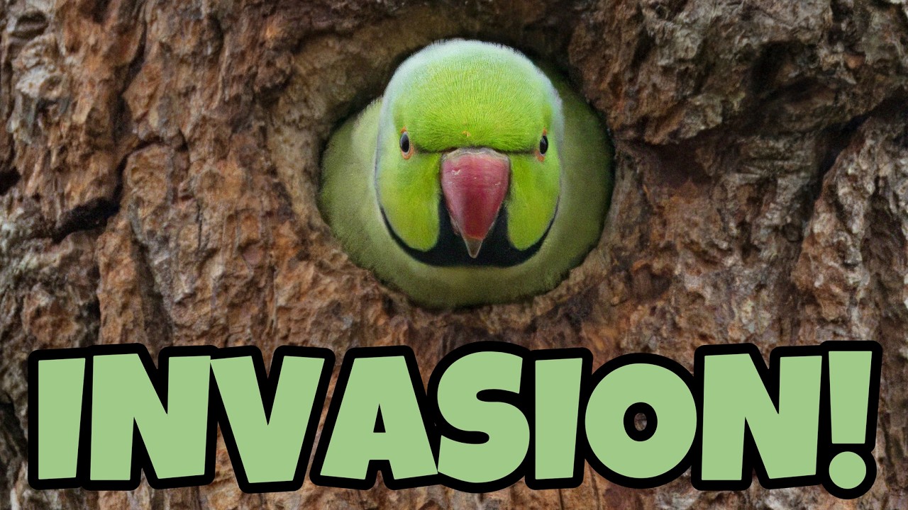 Parakeet INVASION! Are These Birds Taking Over Britain?
