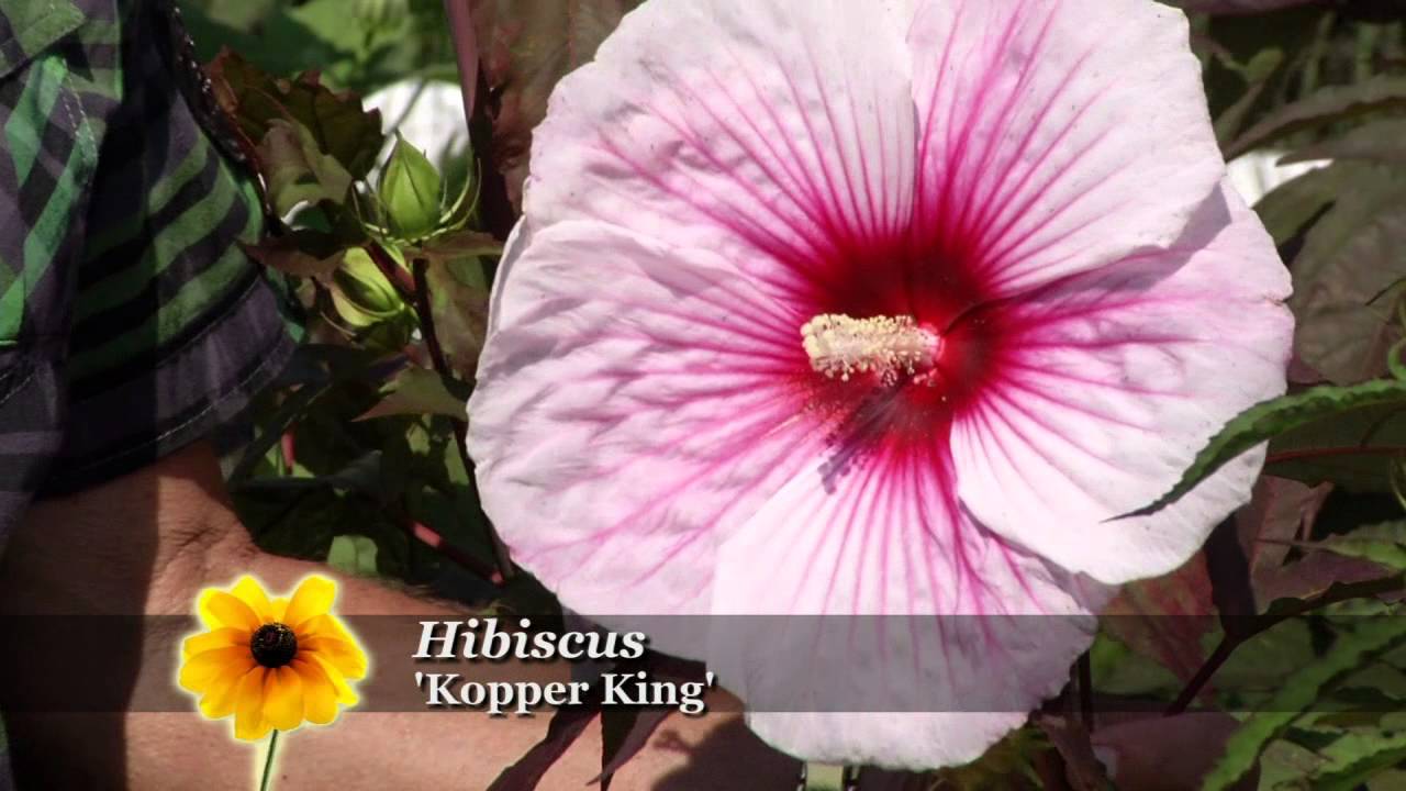 Growing Hibiscus: Prairie Yard & Garden