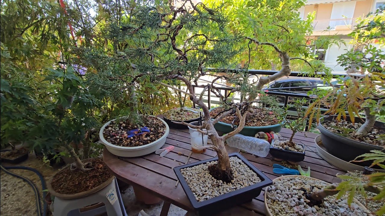 New growth in mid September.