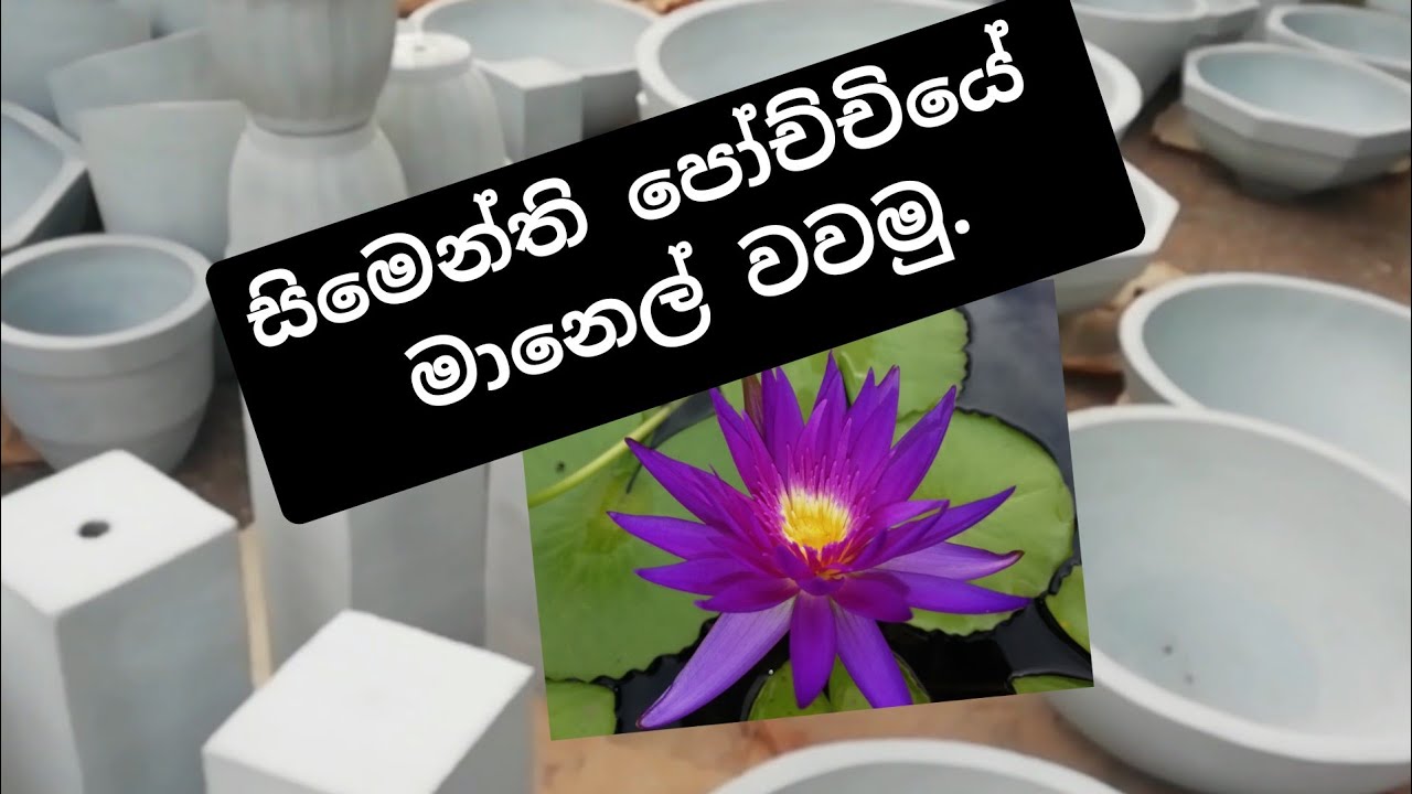✔සිමෙන්ති පොට් එකේ මානෙල් සිටුවන ආකාරය|මානෙල් මල් රහස්|How to plant your waterlilies in a cement pot