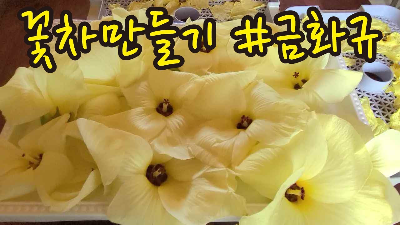 꽃차만들기 #금화규