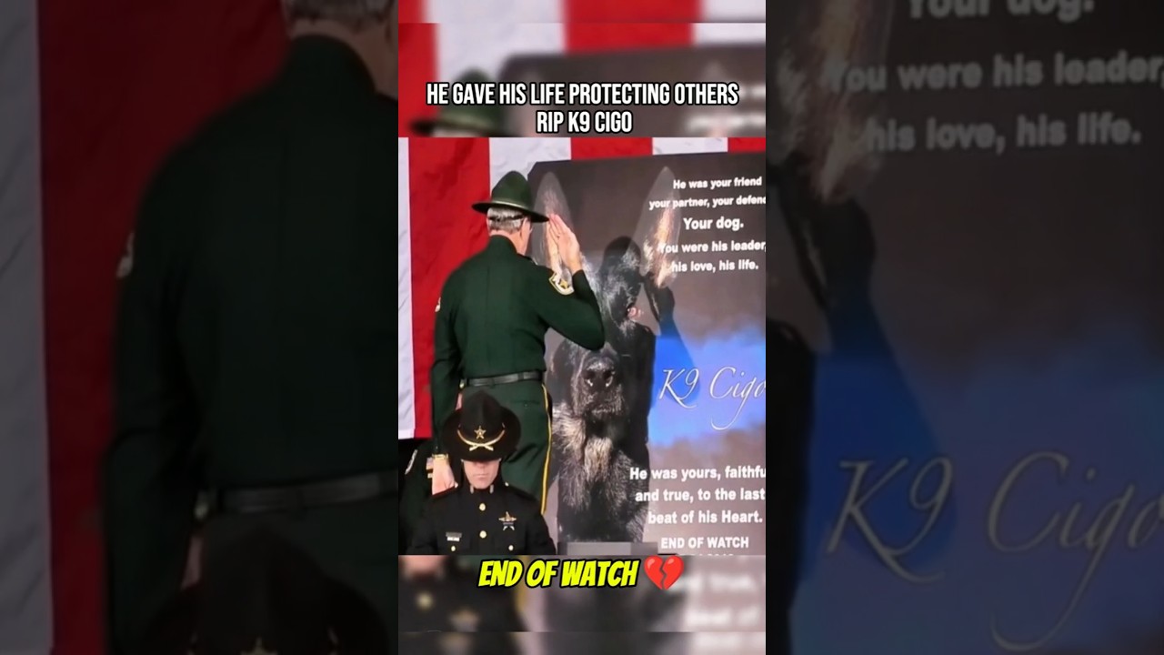 K9 Cigo&rsquo;s Final Call, The Brave Police Dog Who Never Backed Down 🇺🇸 #shorts #k9 #police #viral
