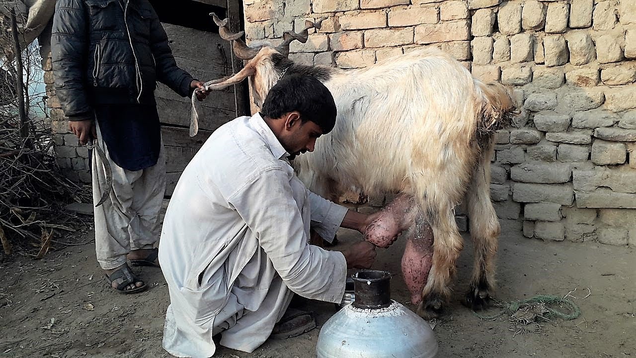 Dera Din Panah Goat Milking | 5 litre Milk Produced At One Time