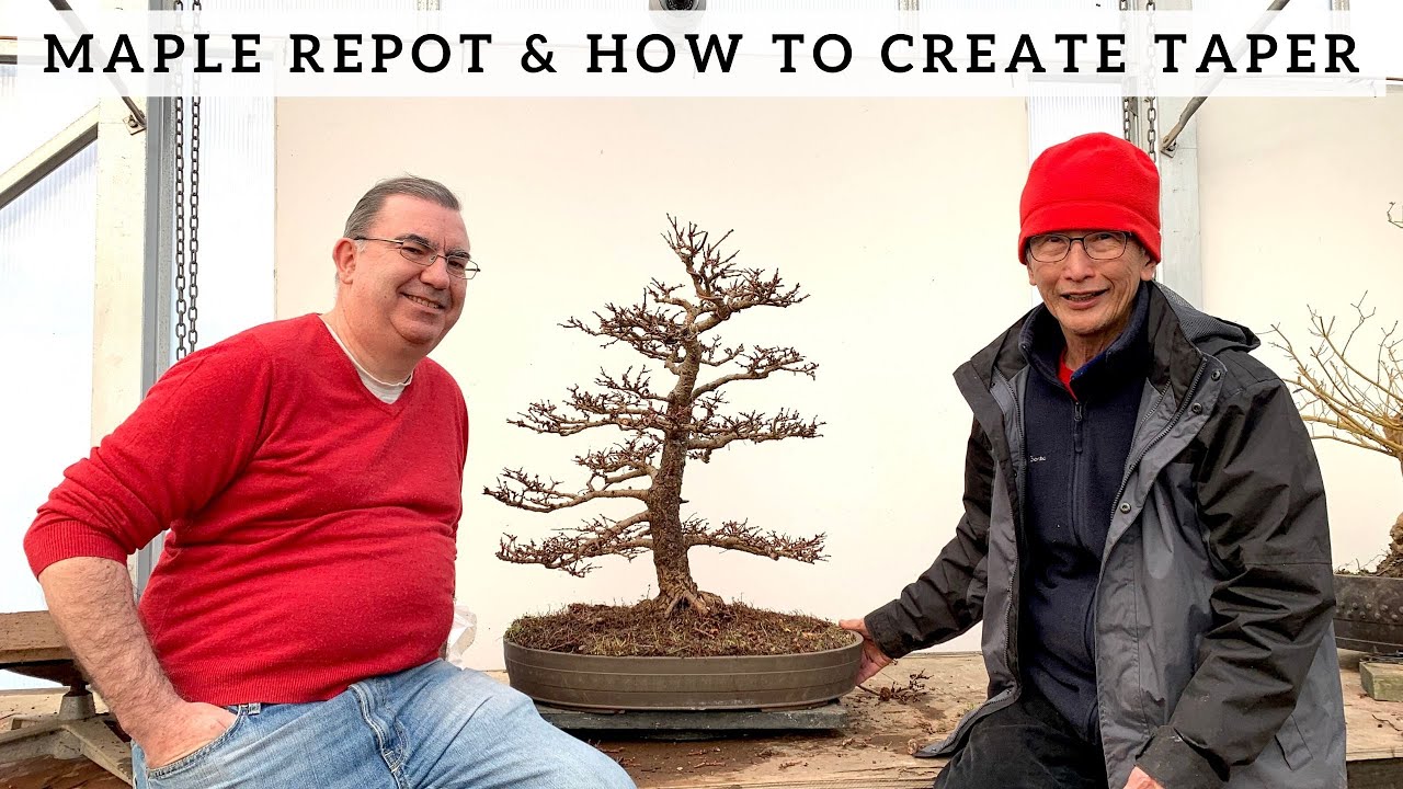 Maple Repot & How To Create An Apex