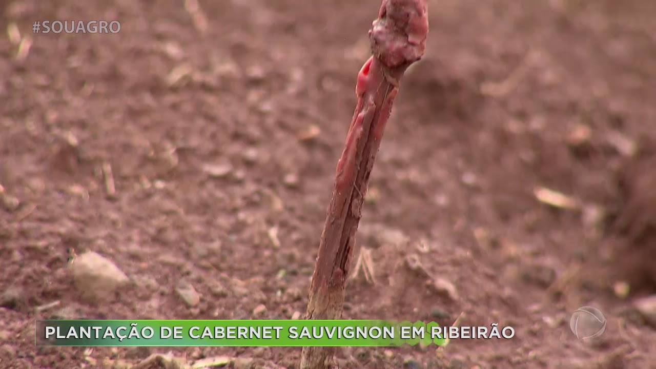 Conheça a plantação de cabernet sauvignon em Ribeirão Preto