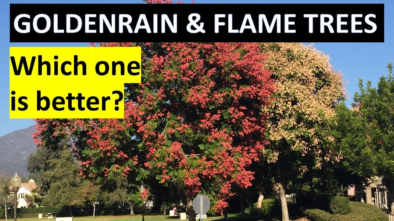 Chinese Goldenrain & Flame Trees - Identification, Which one is better?